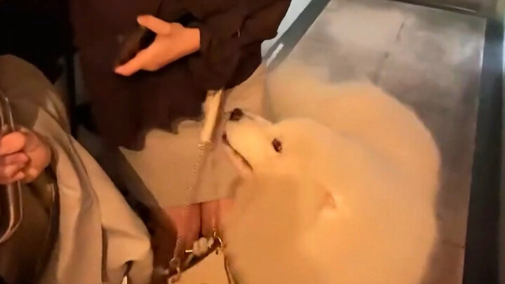 ลูกหมาชอบหาคนที่กลัวหมาที่สุดได้เสมอ