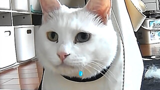猫：不让吃饭的家庭…还有必要呆下去吗？