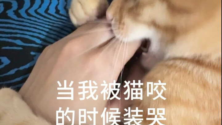 当我被猫咬的时候装哭