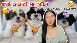 PUPPIES UPDATE! | 2 MONTHS OLD SHIH TZU PLAY TIME | PAANO AKO NAKIKIPAGLARO SA KANILA