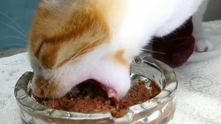 【Mengangkat Kucing】Catatan Hari Ke-63, Jadi Sekarang Muncul Pertanyaannya!