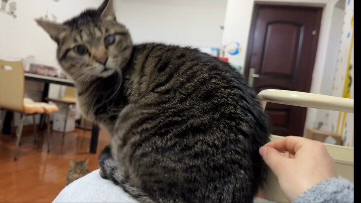As soon as I tickle the chubby cat, he starts giving me a massage. In the end, I tickled him so much