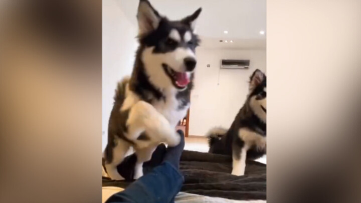 Hello! Welcome to the Dog Wake-Up Service!