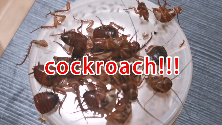 [Animals]What if feeding a spider with cockroaches?