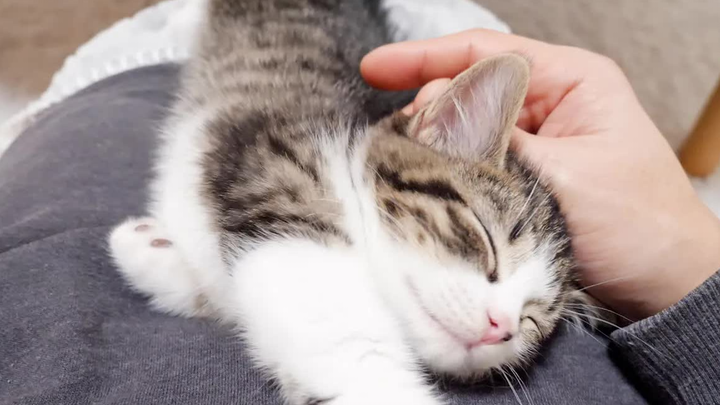 Funny|Kitten Only Wanna Sleep In Peace