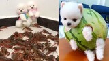 Funny and Cute Dog  Pomeranian 😍🐶| Funny Puppy Videos #1