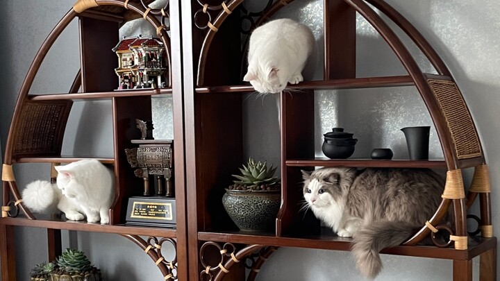 น้องแมวหนัก 20 ชั่งเฮิร์ตได้บ้านพักผ่อนสุดหรู