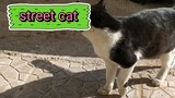 cute cat street cat