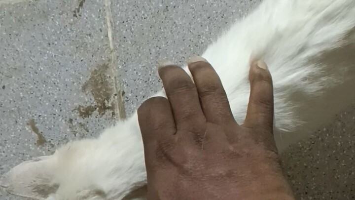 cat02102026