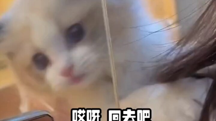 Green Tea Kitty Soo: She Knows Exactly How to Work Humans #Cat #CutePets #AdorableKitty