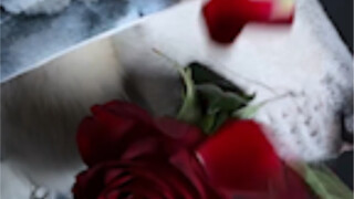 ดอกกุหลาบควรเบ่งบาน วัยเยาว์ควรร้อนแรง