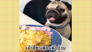 เพื่อนตัวน้อย สัตว์เลี้ยงแสนซน : เจ้าสี่ขาเพื่อนตัวป่วน