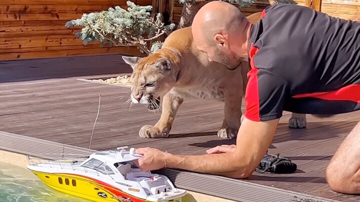 Dad’s “new favorite” has Messi, the cougar, absolutely furious!