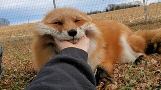 How do foxes make sounds—protected fox
