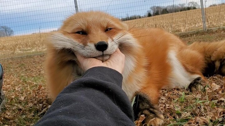 Bagaimana suara rubah--rubah yang dilindungi