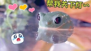 【树蛙】蛙蛙睡着的瞬间（治愈！）