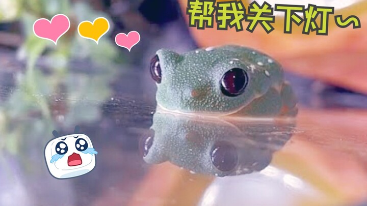 【树蛙】蛙蛙睡着的瞬间（治愈！）