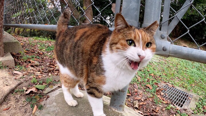 قطة زهرية لطيفة تتحدث بصوت جذاب لكن لا يُسمح بلمسها!