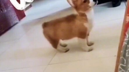 الحيلة المميزة لكلبي هي الأكل! انظر إلى هذا الكلب، إنه مختلف تمامًا!