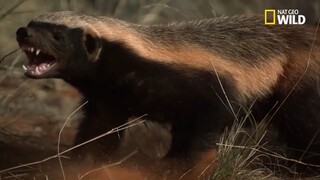 Lửng Mật Ngoại Truyện - Những trận đánh làm lên tên tuổi trong thế giới động vật