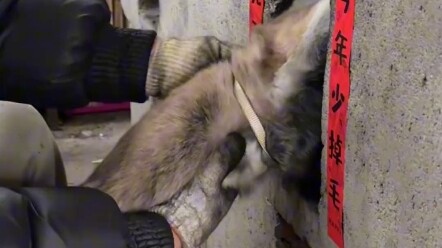Kucing kecil berbulu bunga