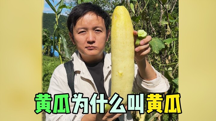 [Thợ săn Trái cây × Hunter] Vì sao dưa chuột lại được gọi là dưa chuột?
