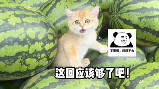 关于我用一车瓜换了一只小奶猫这件事