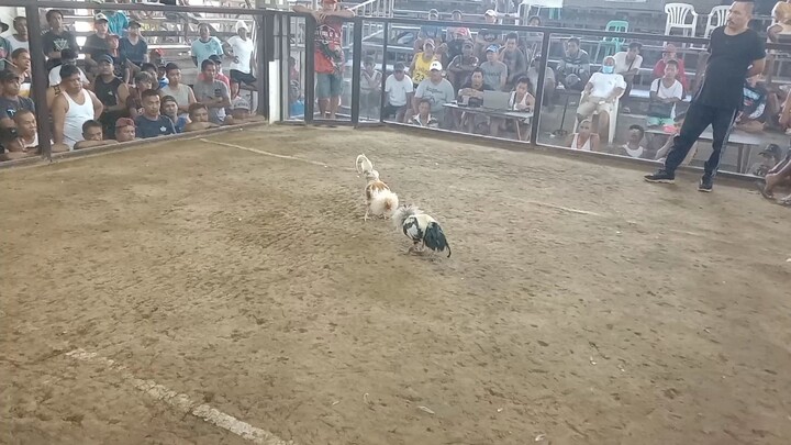 win 6months white claret urbiz coliseum 2025