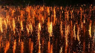 中国人不骗中国人，被人艾特看落花秀，真的是一件超级幸运又浪漫的事呀！