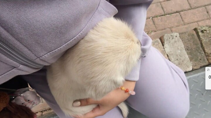 A stray puppy just snuggled into my arms and purred.