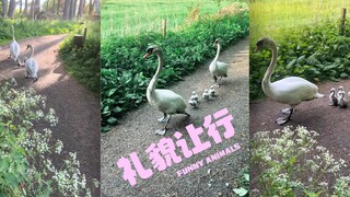 快看，有趣动物会主动让行‼️