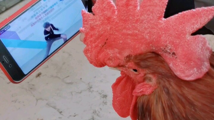 Showing the little rooster the "Chicken You're So Beautiful" clip