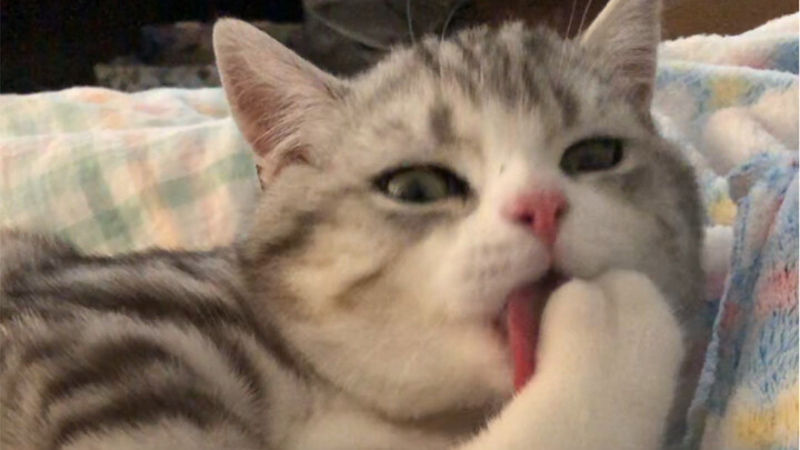 A regular cat washing its face