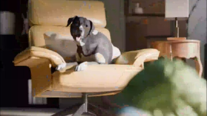 A dog made an emergency call and saved its owner’s life.