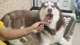 Test Husky's temper by playing his tongue. Will it bite me?