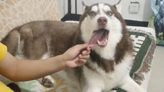 Thử Nghịch Lưỡi Husky, Liệu Có Bị Cắn Không?