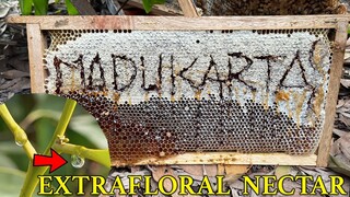 EXTRAFLORAL NECTAR ACACIA CRASSIACARPA | MADU AKASIA KUALITAS EXPOR | MADUKARTA