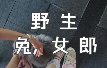 Encountered a Wild Bunny Girl on the Streets of Chengdu (