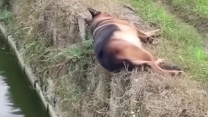 Động Vật Thất Bại Thảm Hại