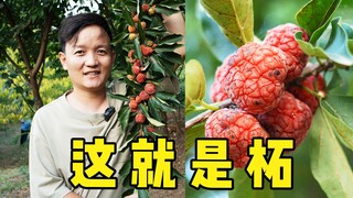 [Fruit Hunter x Hunter] Buah yang menuai pujian dari pemain asing sebenarnya asli Tiongkok?