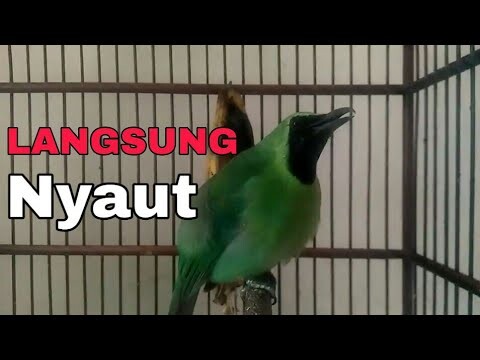 Suara panggilan cucak ijo, Buat memikat yang susah bunyi dan memikat ijo liar