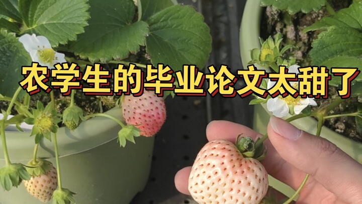 Mengejutkan! Seorang mahasiswa pascasarjana agronomi berhasil menanam stroberi Pink Jade hingga menc