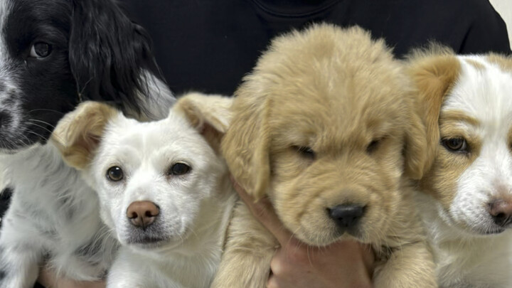 ลูกหมาตัวนี้มาจากเสฉวน ตามฉันมาซานตงเพื่อกินหม่าล่าถังโดยเฉพาะเลย