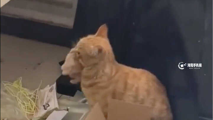 Cat: Just focus on your class! Why are you messing with my cat bed?