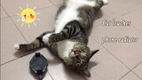 Funny Story of a Cat and a Cellphone Radiator