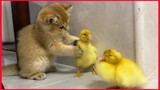 Cute Kitten Invite Ducklings To Play Together.
