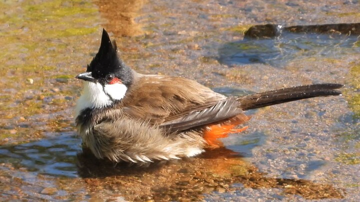 🥰Tắm rửa!🥰 Gặp nước là to ra, tròn vo!!🥰🥰Tắm rửa!🥰 Gặp nước là to ra, tròn vo!!🥰🥰Tắm rửa!🥰 Gặp nước 