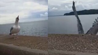 [Animals]A gull laughing at its pal that's falling off the bridge