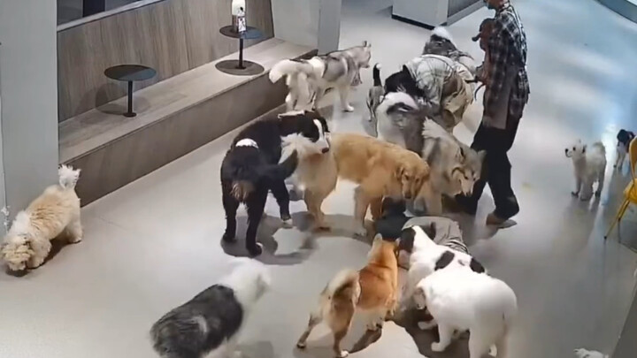 Khi những chú chó trong quán cà phê thấy người ngã xuống