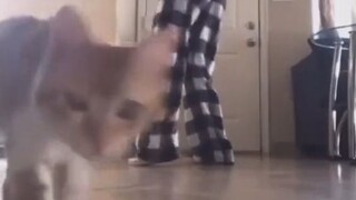 🐱: Fever is prohibited